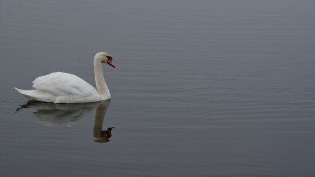 swan-7494012_640